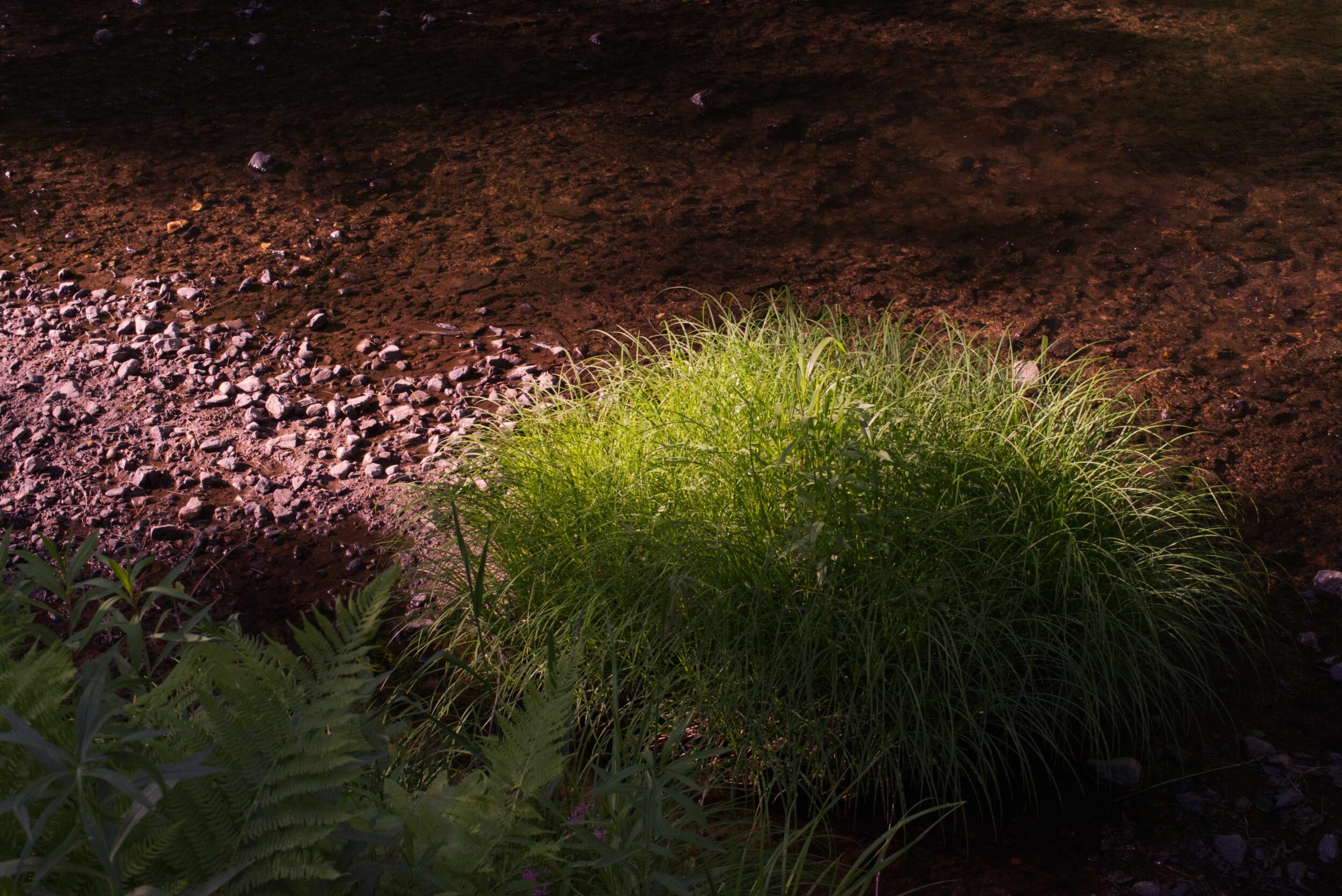 Clump of sedge along the creek bank